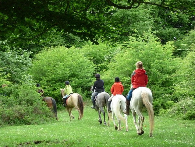  Group horseback riding 